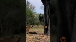 LEOPARD HUNTS THE WILDEBEEST AND BRINGS IT TO THE TREE [upl. by Aziaf]