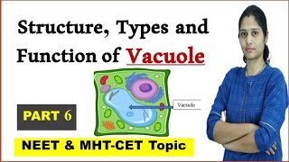 Vacuole  Structure Function Types of vacuole  NEET  MHTCET  Cell biology [upl. by Cordi]