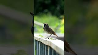 Варакушка  Bluethroat [upl. by Nesnah]