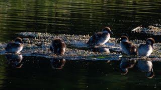 Baby Ducks in Grand Teton National Park [upl. by Eonak]