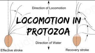 Biology  Phylum Protozoa  Locomotion in Protozoa [upl. by Susumu905]