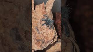 Itty Bitty Baby Antilles Pinktoe Tarantula [upl. by Cleve966]