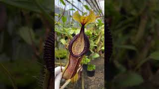 Item Short BE4588  N singalana x hamata nepenthes [upl. by Leela985]