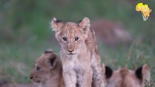 Lion cubs playing when moms not around [upl. by Esmerelda]