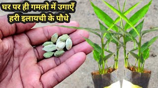 घर पर ही उगाएँ हरी इलायची का पौधा  How to grow elaichicardamom plant from seeds  Grow cardamom [upl. by Sherr794]