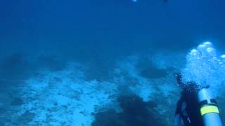 Manta Ray Sighting at Ticao Island Manta Bowl [upl. by Enneibaf]