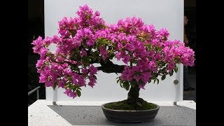 bougainvillea bonsai repotting amp GrowGREEN PLANTS [upl. by Wilhelm]