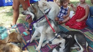 Massages for pups as Tel Aviv celebrates Dog Day [upl. by Name]