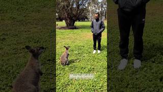 Hungry Wallaby asking for food shorts Wallaby hungrywallaby [upl. by Adnolay480]