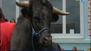 Un taureau de corrida pénètre dans une cour décole France 3 [upl. by Josselyn]