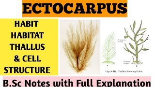 ECTOCARPUS  Habit Habitat Cell Structure BSc Botany Notes with Full Explanation  ZBC [upl. by Acisset]