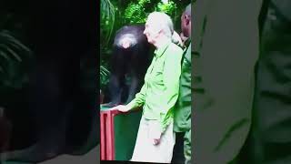 Chimpanzee saved from disease look at the love they have [upl. by Acinnej907]