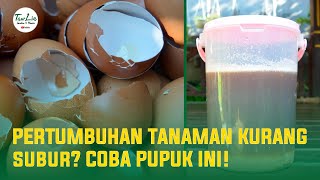 Cara Membuat Pupuk Organik Kalsium dari Cangkang Telur [upl. by Prudence]