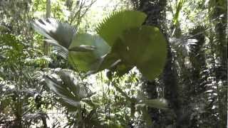 Licuala peltata Palm  Mt Coottha Botanic Gardens Brisbane Australia [upl. by Amimej]