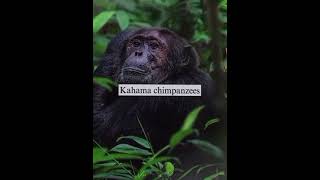 Chimp  based edit donothate foryou austronesia history viralvideo edits notpolitical fun [upl. by Reaht]