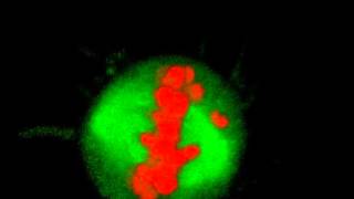 Mitosis in 3D  With Chromosome Bridge [upl. by Mulligan]