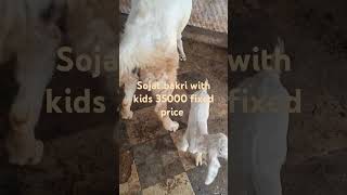 Sojat bakri for sale with kids [upl. by Kcirde]