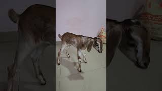 Goat kid bleating🐐🐐🥰🥰shorts foryou goat goatkids [upl. by Nawj]