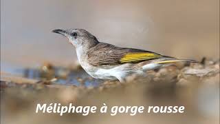 Les oiseaux dOcéanie Le Méliphage à barbe courte au Méliphage à oreillons gris [upl. by Assiled]