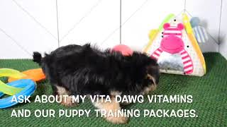 Morkie Puppy Checkers SD 480p [upl. by Khajeh133]