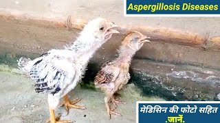 aspergillosis in hindi  aspergillosis in poultry  aspergillosis in chickens treatment [upl. by Ahsienel949]