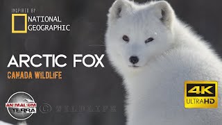 Arctic Fox  Canada Wildlife  Scientific name Vulpes Lagopus [upl. by Nauqahs699]