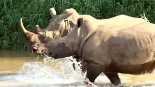 HluhluweImfolozi Park White Rhinos in the River [upl. by Arther599]