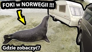 Foki i Pingwiny w NORWEGII   Gdzie Można Je Zobaczyć   Oceanarium AtlanterHavsParken 491 [upl. by Kolnick]