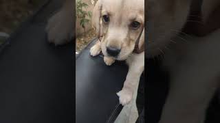 How to Care Puppy  When its vaccined  Rabies vaccine  7in one Parvo Canine Distemper Protect [upl. by Euqirdor]