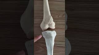 Condylar Joint of the knee draqilshah viralvideos anatomy youtubeshorts viral shortsvideo dr [upl. by Ativel795]