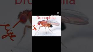 Eyes of Drosophilainsects entomology shorts short videosVirdiScience [upl. by Nnaeirual]