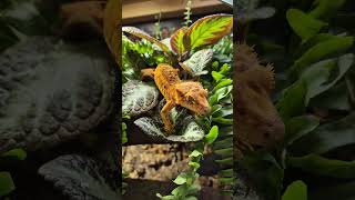 Min son träffar ögonfransgeckos för första gången reptil animals reptile crestedgecko [upl. by Bushey]