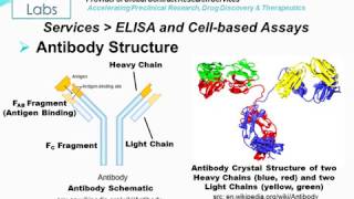 Immuno and Cellbased Assays  Altogen Labs [upl. by Agamemnon]