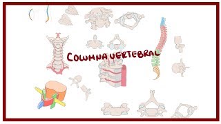 ANATOMIA  Columna vertebral curvaturas vértebras relaciones  BLASTO [upl. by Lexa]