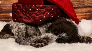 Wirehaired Pointing Griffon vs German Wirehaired Pointer Which is Right for You [upl. by Xuaeb]