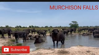 MURCHISON FALLS NATIONAL PARK UGANDA [upl. by Alded108]