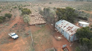 Back Out Bush  Crutching amp Lamb Marking Preparations [upl. by Swain333]