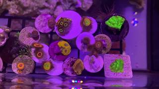 Zoas not opening Try this Using chemi clean as a treatment for zoanthids [upl. by Adnilre]