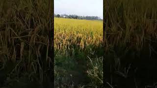 Agricultural from kheti kisani hindi song Vijay09wg7wd [upl. by Fulbright72]