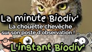 Minute Biodiv La chouette chevêche sur son poste dobservation   cri [upl. by Horn]