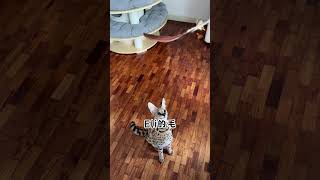 Kira the Serval really can jump high cat catvideos catlover pets [upl. by Thielen71]