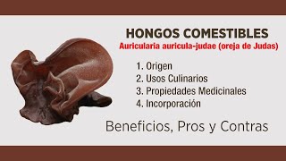 🍄 HONGOS  Auricularia Auriculajudae  Alimentación Saludable  AlimentacionS ​ [upl. by Elletsirhc]