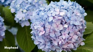 How to Grow Hydrangeas  Mitre 10 Easy As Garden [upl. by Josler]