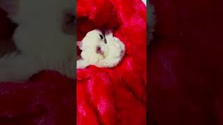 A Daily Happiness Ritual animals cute smallpet sugarglider cat animals [upl. by Nonac]