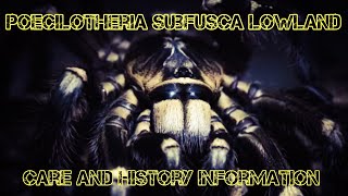 Poecilotheria subfusca lowland rehouse husbandry and notes [upl. by Lizabeth]