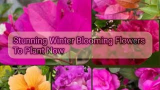 Winter Blooms A Guide to Seasonal Flowers and Care  Green Heaven  Stunning Flowering Plants🌺🌺 [upl. by Teteak]