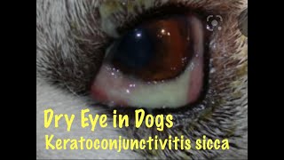 Dry eye in dogs  also called Keratoconjunctivitis sicca [upl. by Pulling]