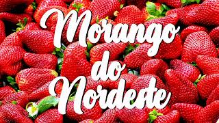 Karametade  Morango do Nordeste  Letra [upl. by Mij]