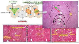 VETA 106 Digestive System Part 2 glands Video 2 [upl. by Finkelstein]