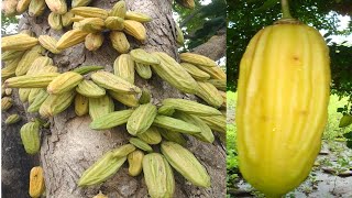 Árbol de Cuajilotes o Guajilotes tiene propiedades medicinales y es comestible [upl. by Nami438]